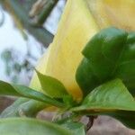 Pereskia bleo Folla