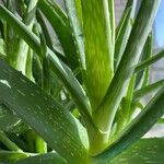 Aloe officinalis List