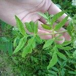 Angelica razulii Leaf