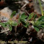 Paronychia polygonifolia Sonstige