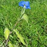 Commelina ensifolia 花