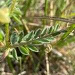 Vicia hybrida 葉