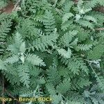 Descurainia millefolia 形態