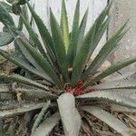 Agave palmeri Ліст