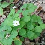 Anemonella thalictroides Flor