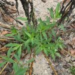 Saponaria officinalis Likasa