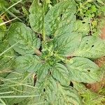 Echium plantagineumЛисток