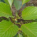 Guettarda crispiflora Alkat (teljes növény)