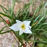 Zephyranthes candida (Lindl.) Herb.Cvet