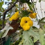 Uncarina grandidieri Çiçek