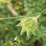 Onobrychis aequidentata 果実
