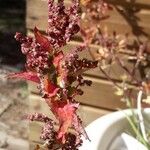 Chenopodium rubrum Цвят