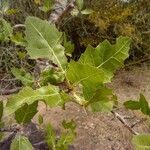 Maytenus ilicifolia Лист