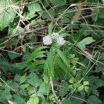 Asclepias perennis Habitus