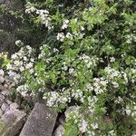 Prunus fruticosa Lorea