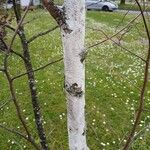 Betula populifolia Corteccia