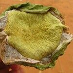 Calotropis procera Fruit