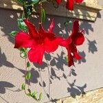 Mandevilla sanderi花