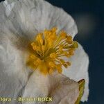 Helianthemum neopiliferum Blomma
