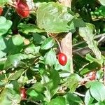 Elaeagnus multiflora Ffrwyth