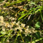 Ouret lanata Flor