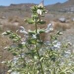 Salvia spinosa Blomst