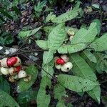 Iryanthera juruensis Fruit