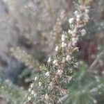 Erica arborea 葉