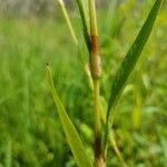 Polygala paniculata Bark