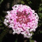Pimelea rosea Çiçek