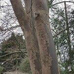 Zelkova serrata Συνήθη χαρακτηριστικά