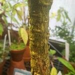 Brugmansia aurea 樹皮