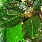 Pilea auriculata Flower