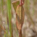 Polygala arenaria Лист