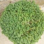 Sedum hispanicum Характер