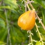 Duranta erecta Fruto