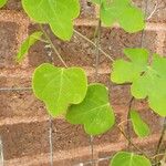 Adenia gummifera 葉