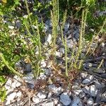 Crucianella latifolia Blad