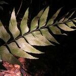 Asplenium hemitomum Hoja
