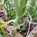 Allium porrum Leaf