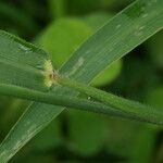 Paspalum paniculatum Casca