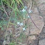 Conostomium longitubum Flower