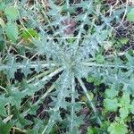 Cirsium vulgareLeht