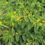 Chamaecrista nictitans Çiçek