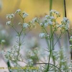 Galium timeroyi ᱮᱴᱟᱜ