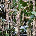 Garrya elliptica Flower