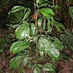 Reinhardtia simplex 整株植物