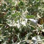 Atriplex rosea ഇല