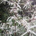 Elaeagnus angustifolia 葉