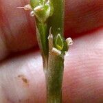 Prescottia stachyodes Flor